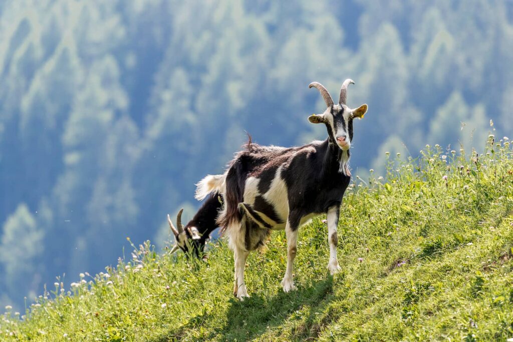 Capra Pezzata Mochena nei prati di Ciasa dò Parè