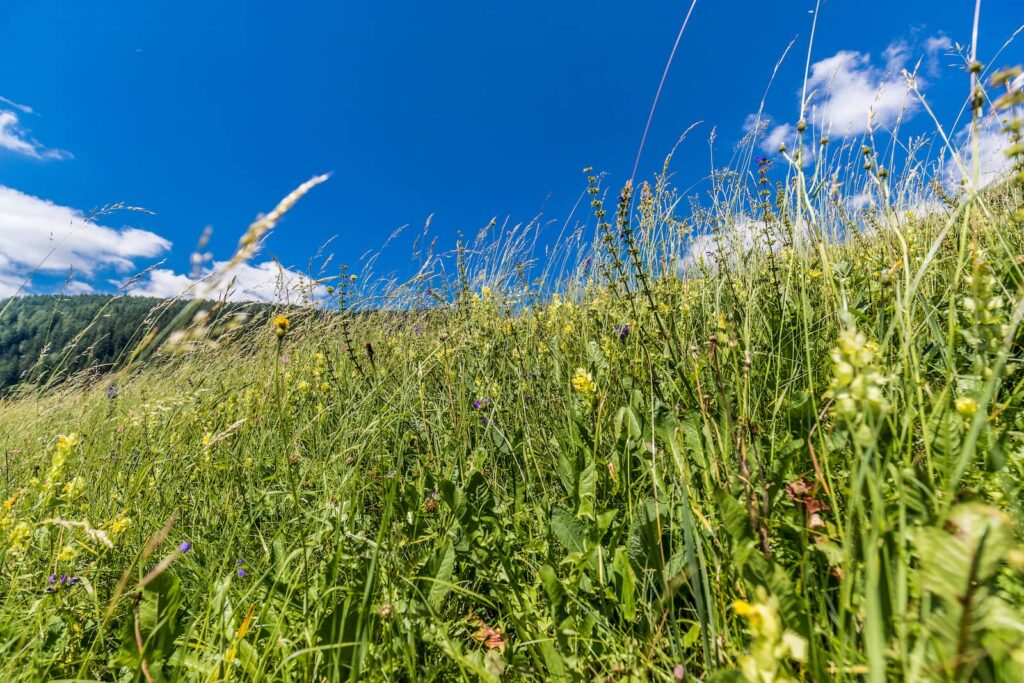 Essenze dei prati di montagna a Soraga, in Val di Fassa