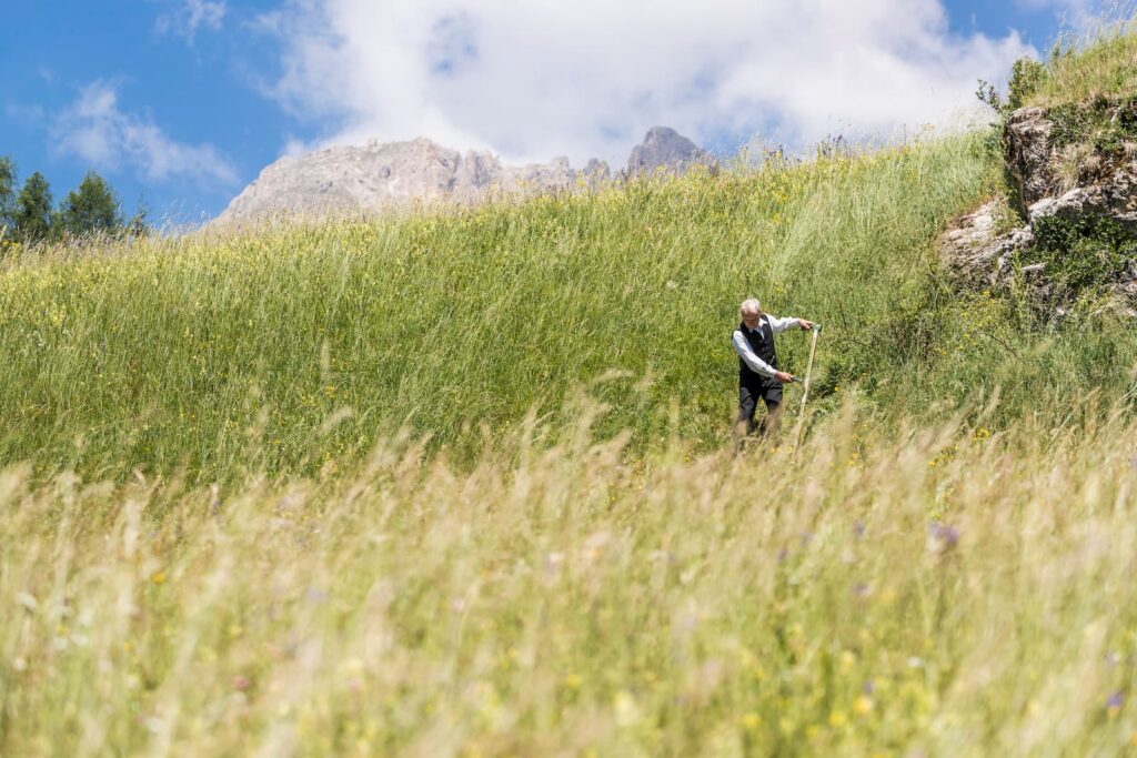 Luigi Brunel fa il Fieno nei prati di Soraga, in Val di Fassa