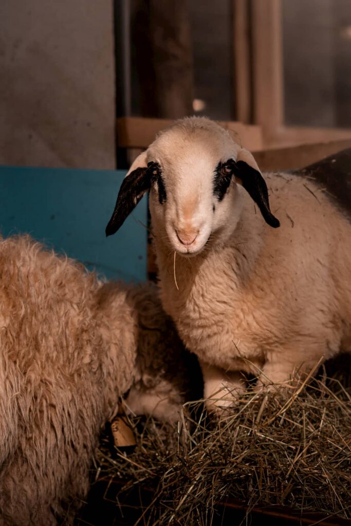 Tingola, Pecora con gli occhiali a Ciasa dò Parè