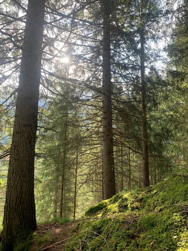 Bosco della Val di Fassa dietro Ciasa dò Parè